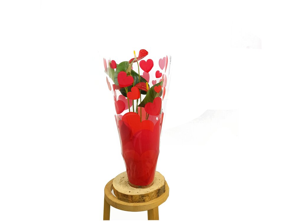 Anthurium Andreanum M12 50cm_2