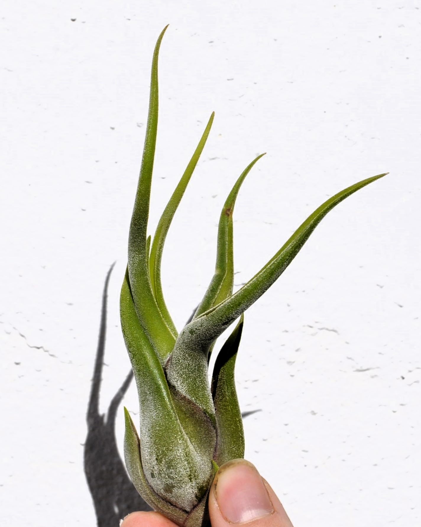Tillandsia caput-medusae [S], planta pulpo, cabeza de Medusa; Curiosarium; altura 10-13 cm, diámetro 5-10 cm_1