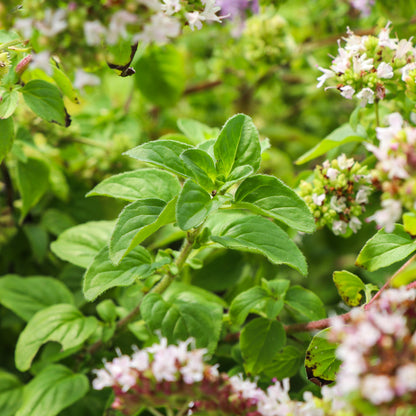 Maceta Orégano 10,5 Cm - Plantabo_1