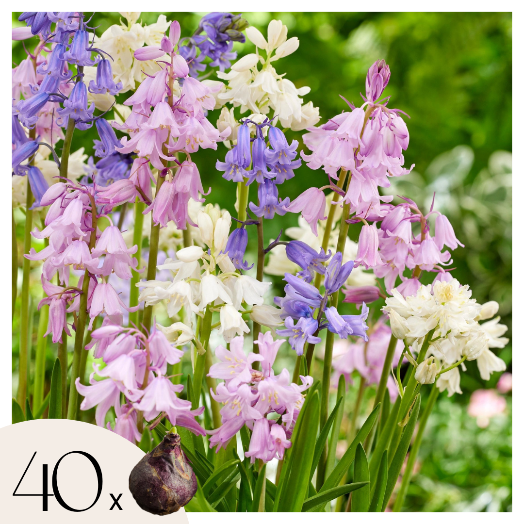 Jacinto De Campo - 40 Pzs - Hyacinthoides Hispanica - Bulbos De Flores_0