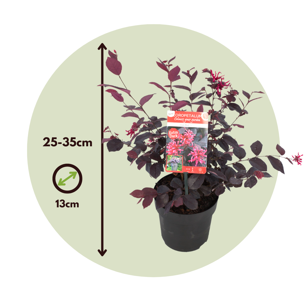 Flor Roja Eterna - 4 Pzs - Loropetalum 'ever Red' - Altura 25-35cm - ⌀13cm_2