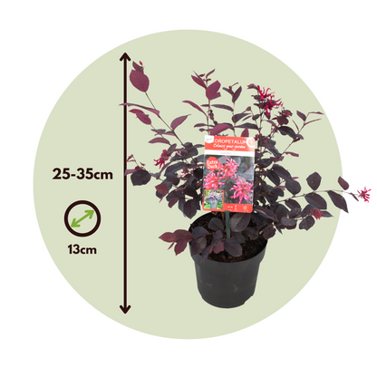 Flor Roja Eterna - 4 Pzs - Loropetalum 'ever Red' - Altura 25-35cm - ⌀13cm_2