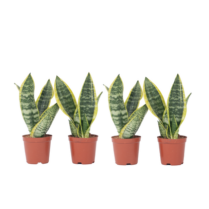 Lengua De Suegra - 4 Pzs - Sansevieria 'futura' - Altura 35-40cm - ⌀12cm