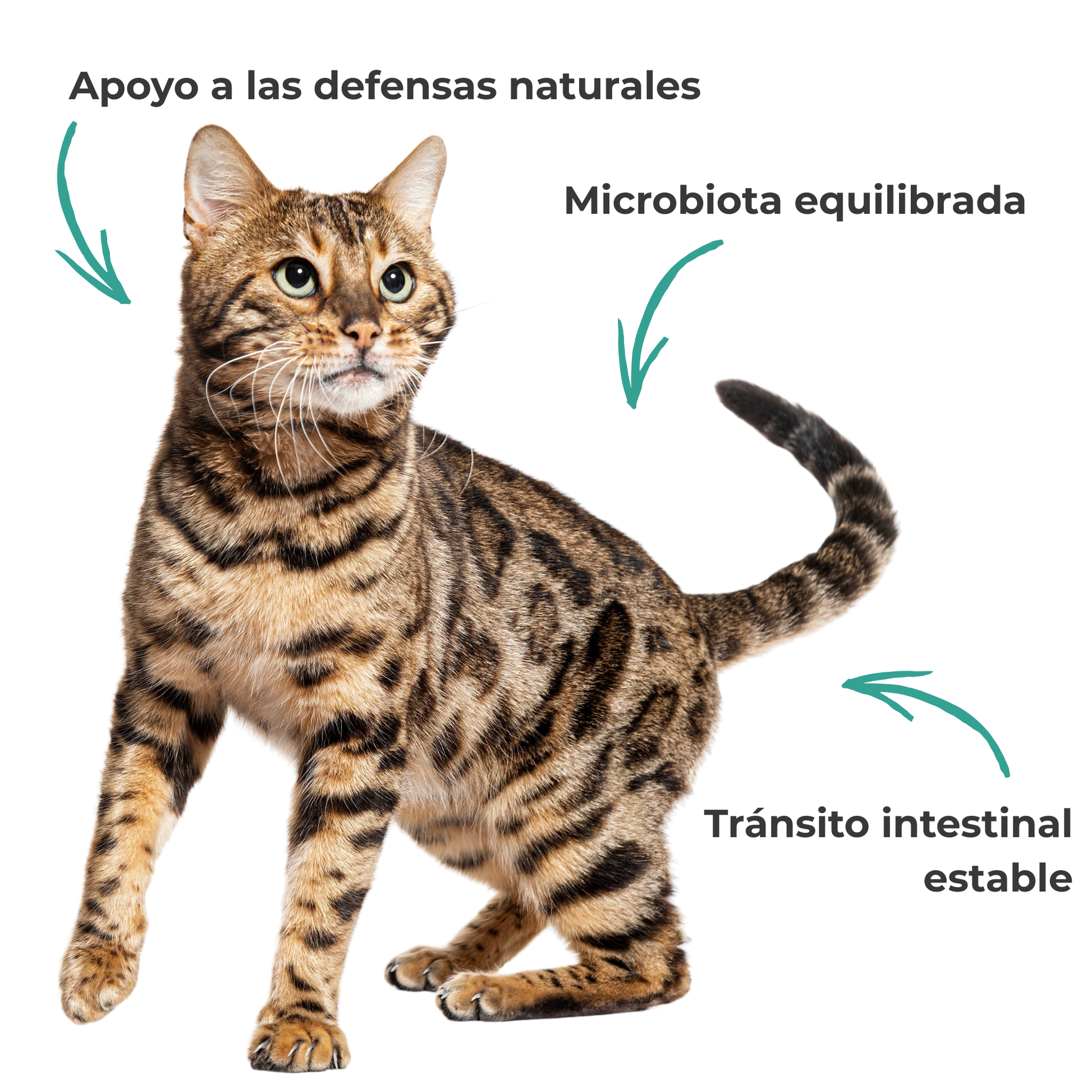 Suplemento natural para la digestión y microbiota de perros y gatos – Equilibrio de la Flora Intestinal 100 g_1