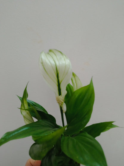 Spathiphyllum Chopin Pro Planta De Interior Ø6