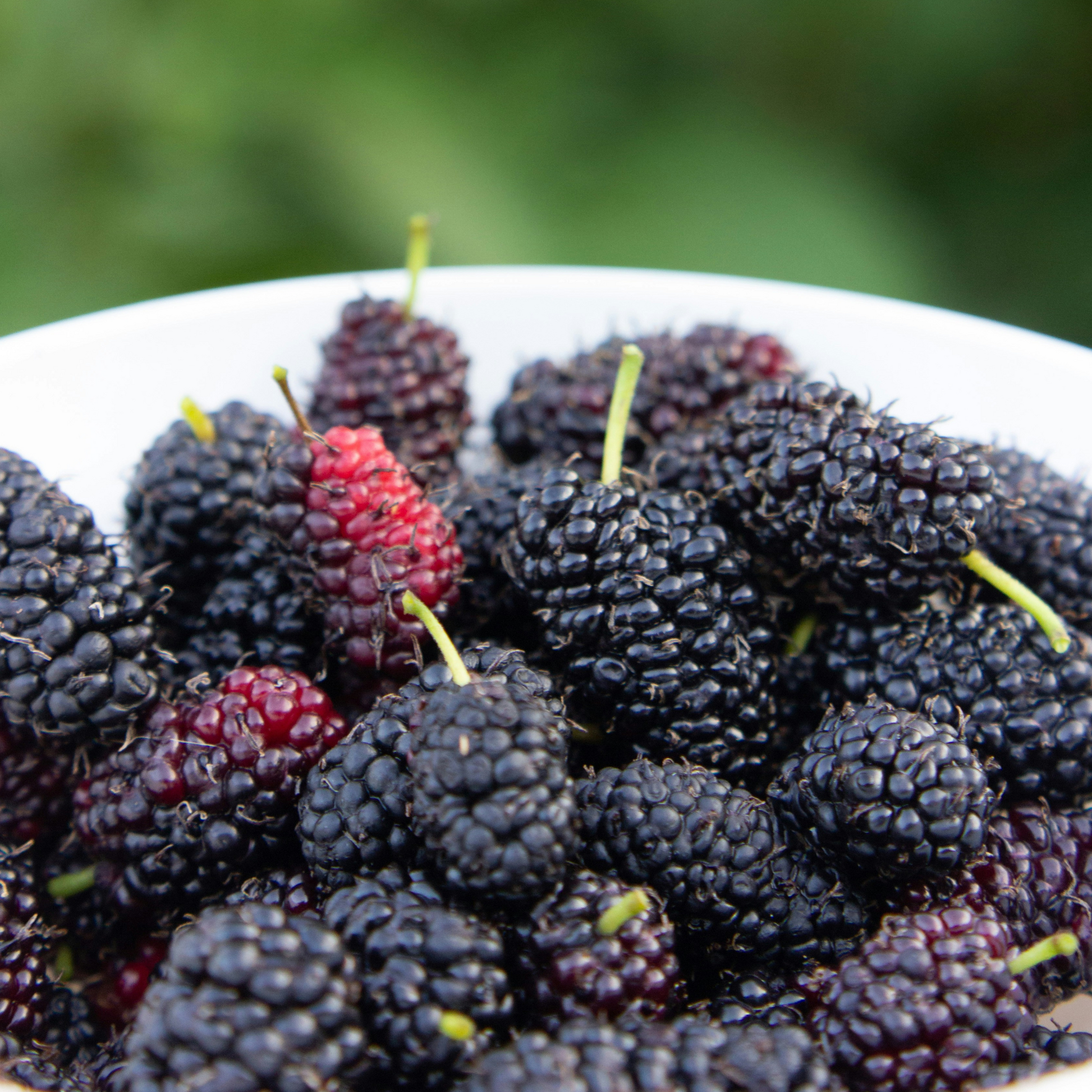 Zarzamora - 3 Piezas - Rubus Thornless - Altura 25-40cm - ⌀9cm