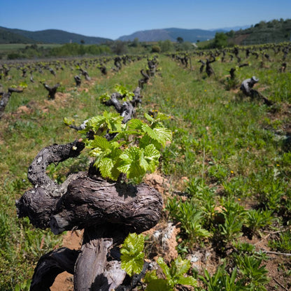 Massuria 2019 - Vino Tinto_2
