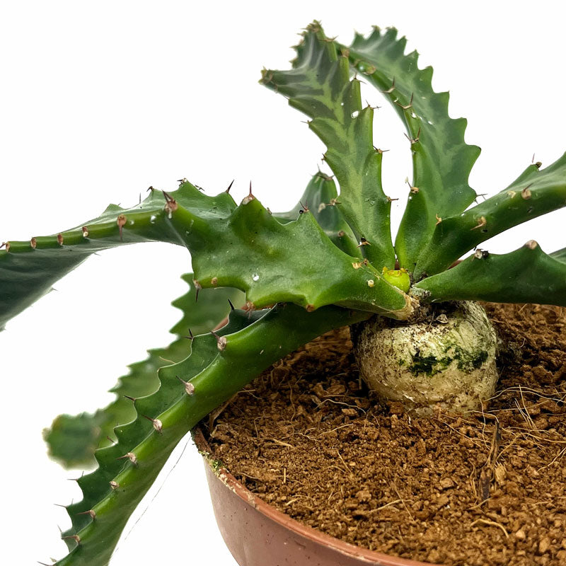 Euphorbia Stellata Cactus Y Suculentas M8,5 cm Ø_2