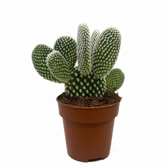 Opuntia Microdasys Var. Albispina Cactus Y Suculentas M8,5 cm Ø_0