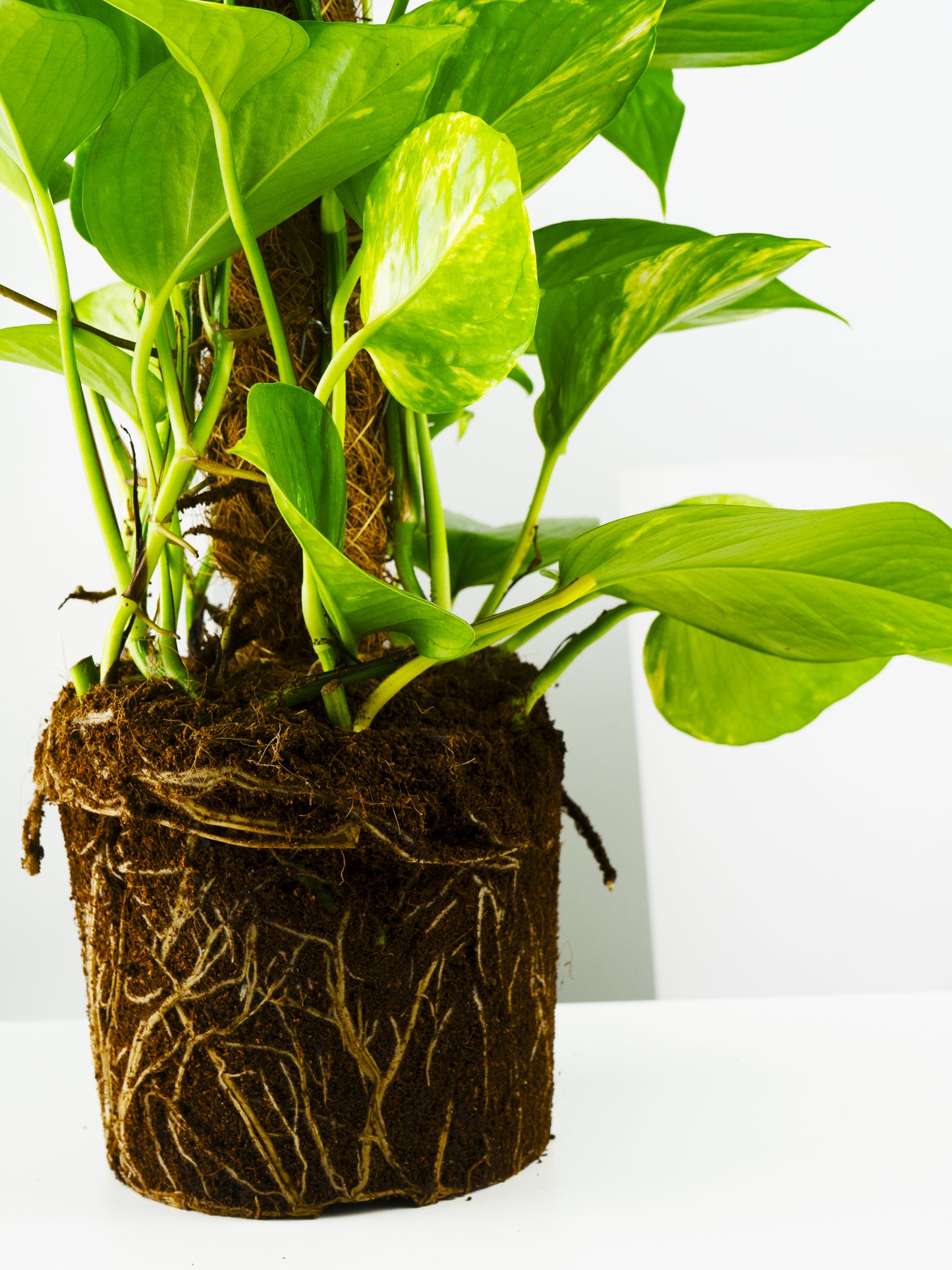 Potho Grande Con Tutor | Altura 80cm - Diámetro 17cm