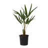 Palma De China - Trachycarpus Fortunei - Altura 35-45cm - ⌀15cm