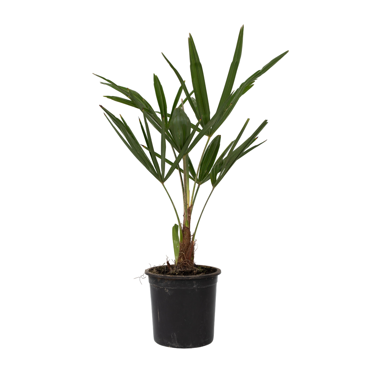 Palma De China - Trachycarpus Fortunei - Altura 35-45cm - ⌀15cm_0