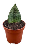 Sansevieria Ehrendel Planta De Interior Ø6