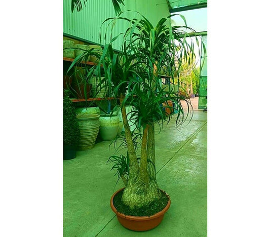 Beaucarnea Ramificada M60 140-160cm