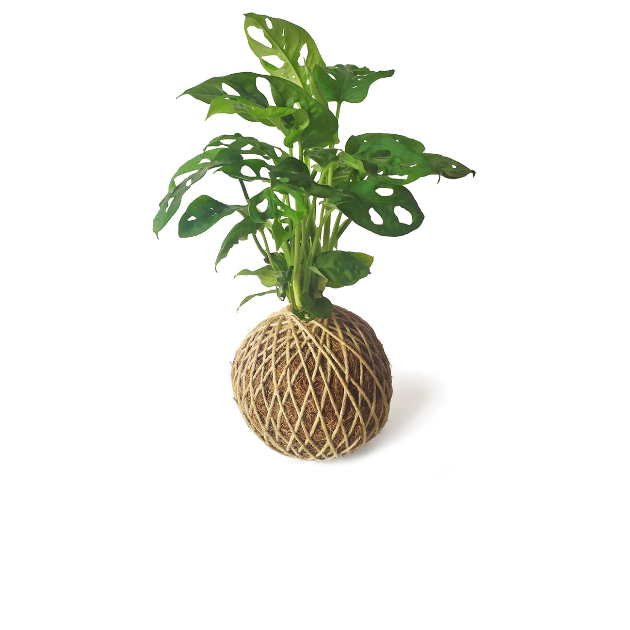 Kokedama Monstera Adasonii / Kokedamus / Planta Interior - Decoración Del Hogar - Planta Natural - Elaboración Artesanal_0