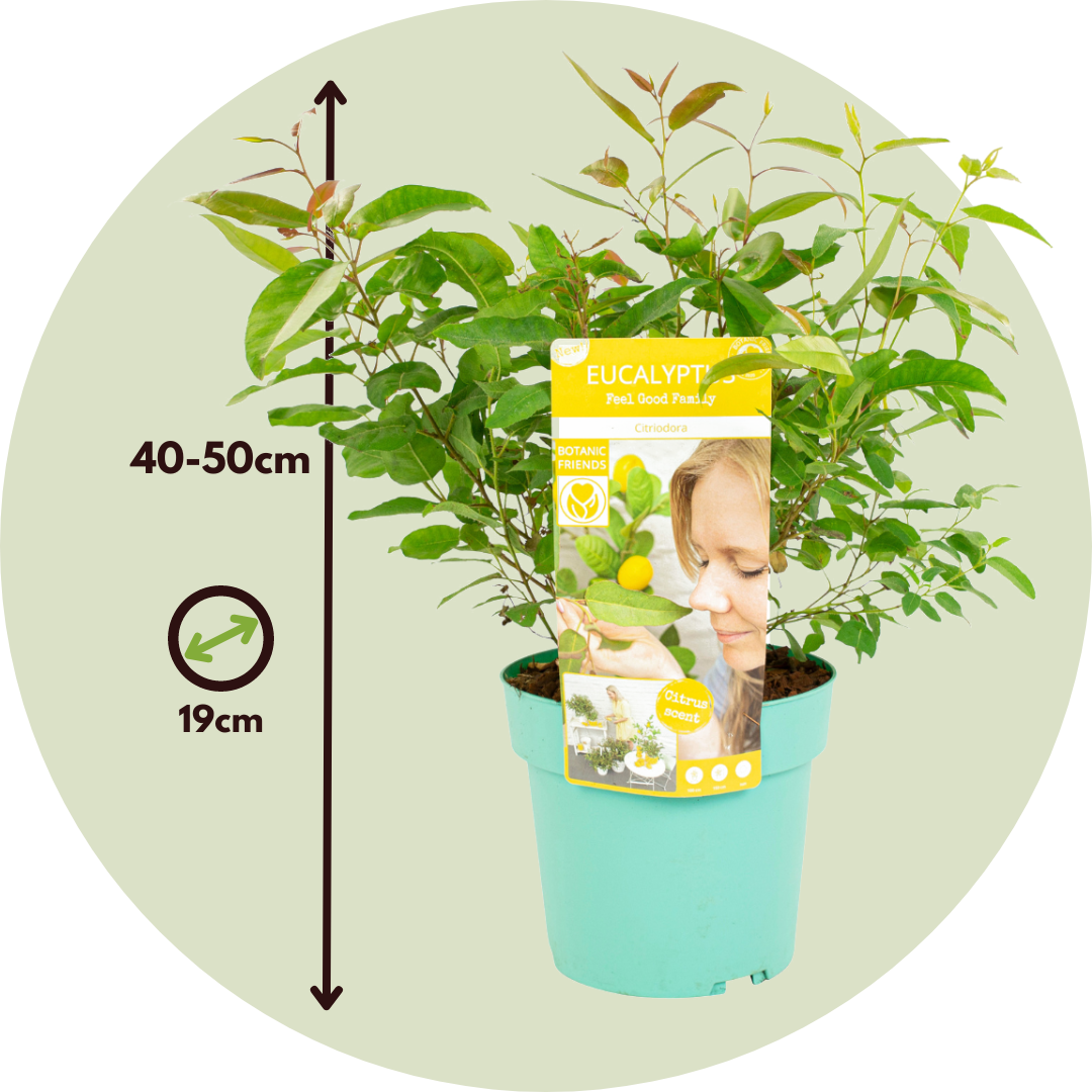 Eucalipto - 2 Pzs - Eucalyptus 'citriodora' - Altura 40-50cm - ⌀19cm_2
