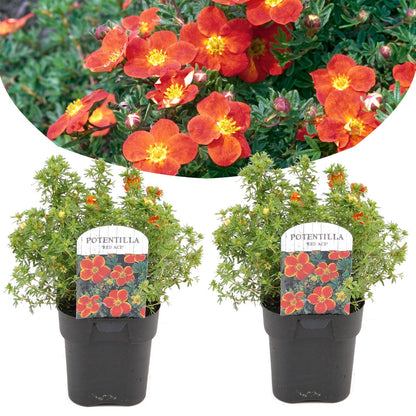 Cincoenrama - 2 Pzs - Potentilla Fruticosa 'red Ace' - Altura 20-30cm - ⌀17cm_0