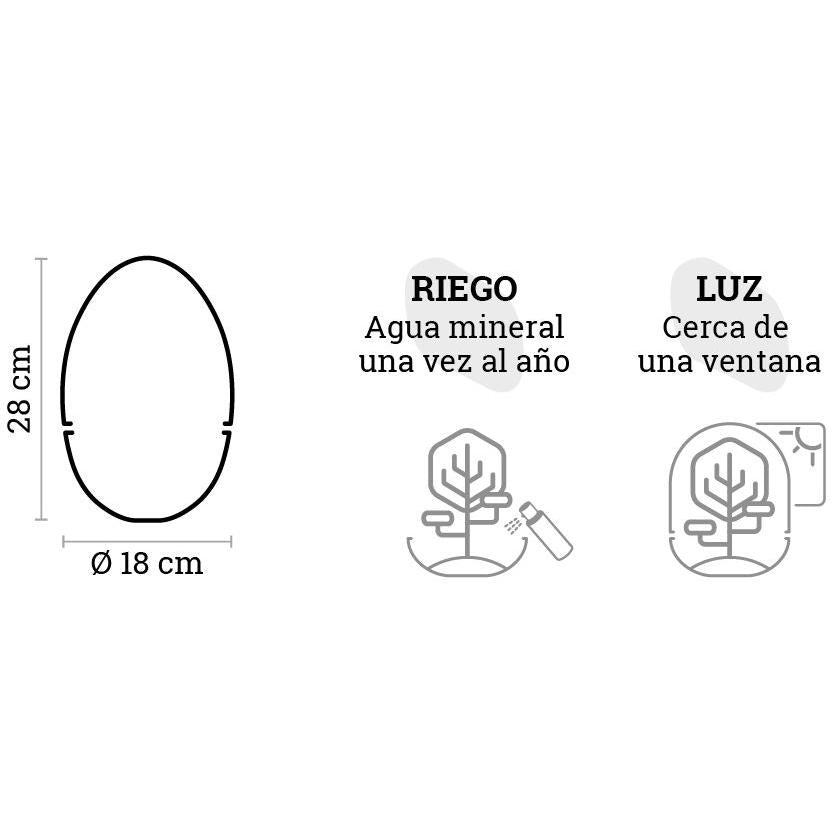Terrario Erawa Ficus Retusa Ø8 x 28 cm