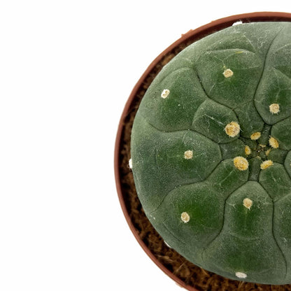 Matucana Madisoniorum Cactus Y Suculentas M8,5 cm Ø_2