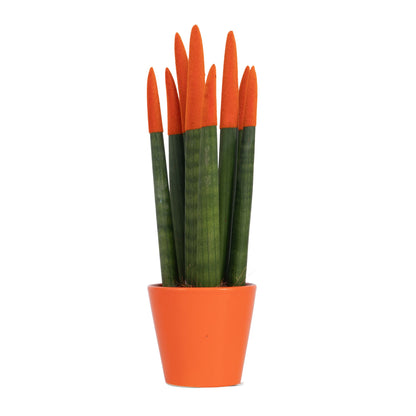 Lengua De Suegra Cilíndrica - Sansevieria Cylindrica - Altura 20-40cm - ⌀9cm