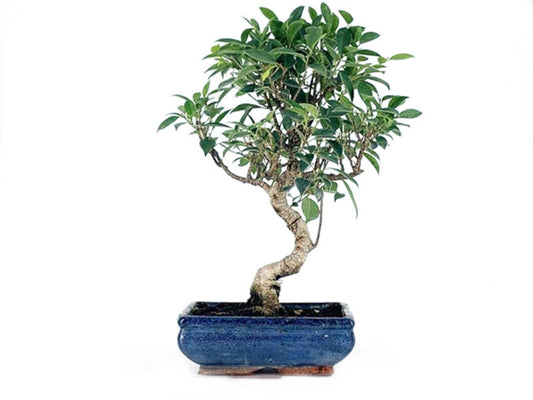 Bonsai Ficus Retusa Tiger Bark - 10 Años