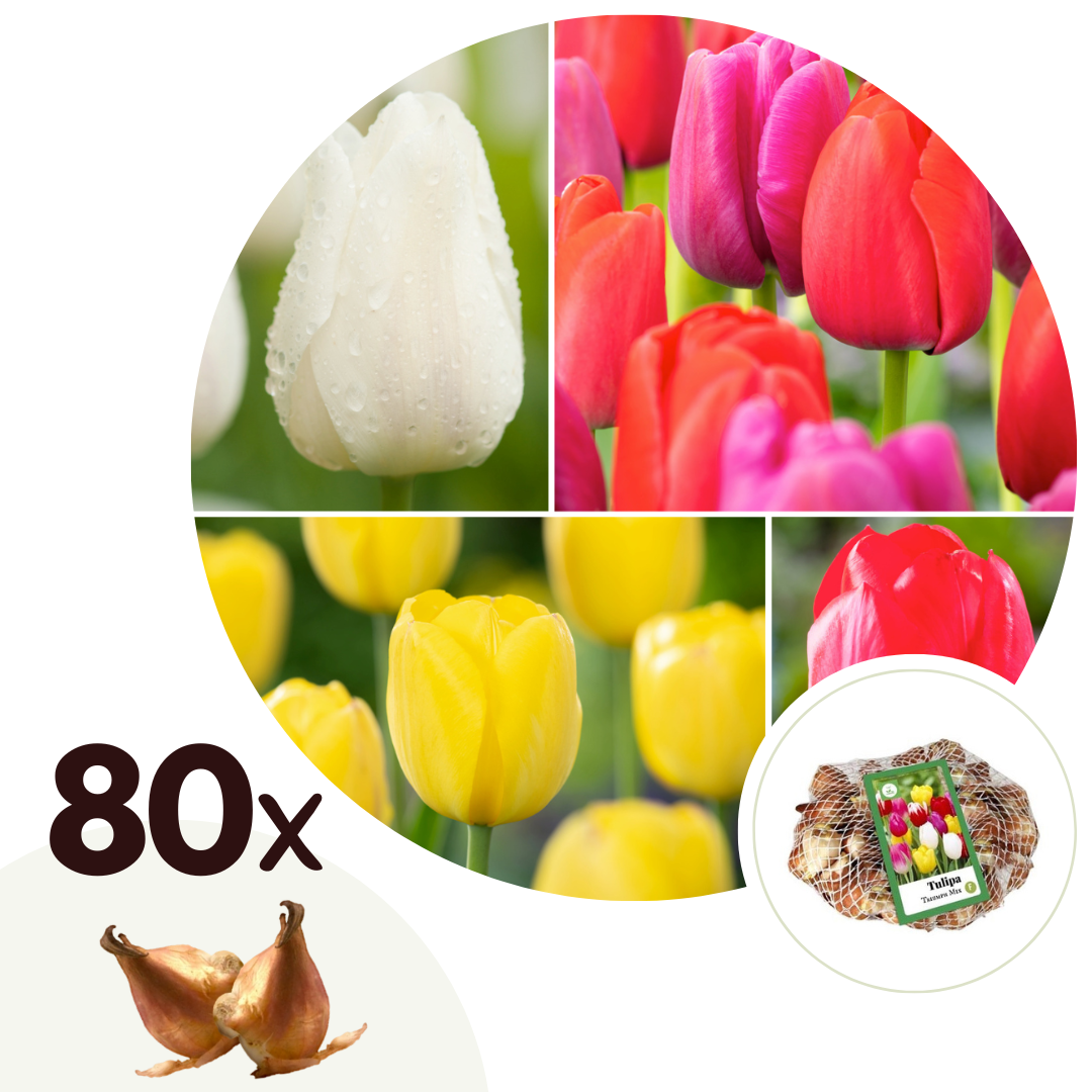 Bulbos De Tulipán - 80 Pzs - Tulipa 'triumph Mix' - Bulbos De Flores_0