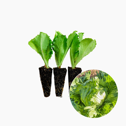 Plantón Lechuga Iceberg 3 Unidades - PlantaBo_0