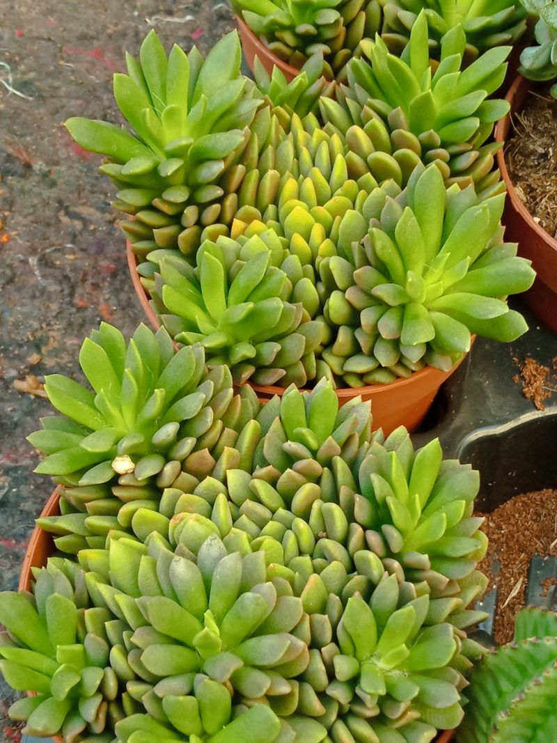 Anacampseros Marlotti Plantas Suculentas Ø8_0
