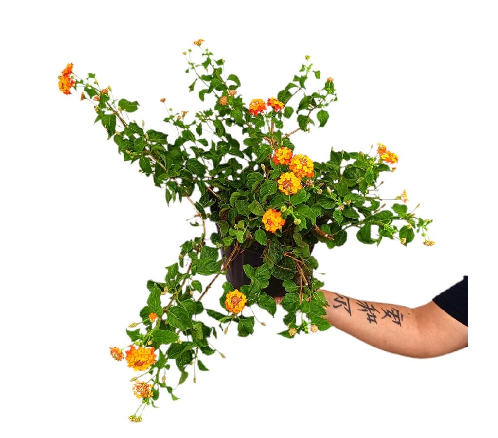 Lantana Montevidensis M21_0