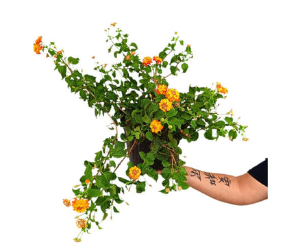 Lantana Montevidensis M21_0