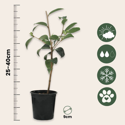 Rosa Japonesa - 6 Pzs - Camellia Japonica - Altura 25-40cm - ⌀9cm_2