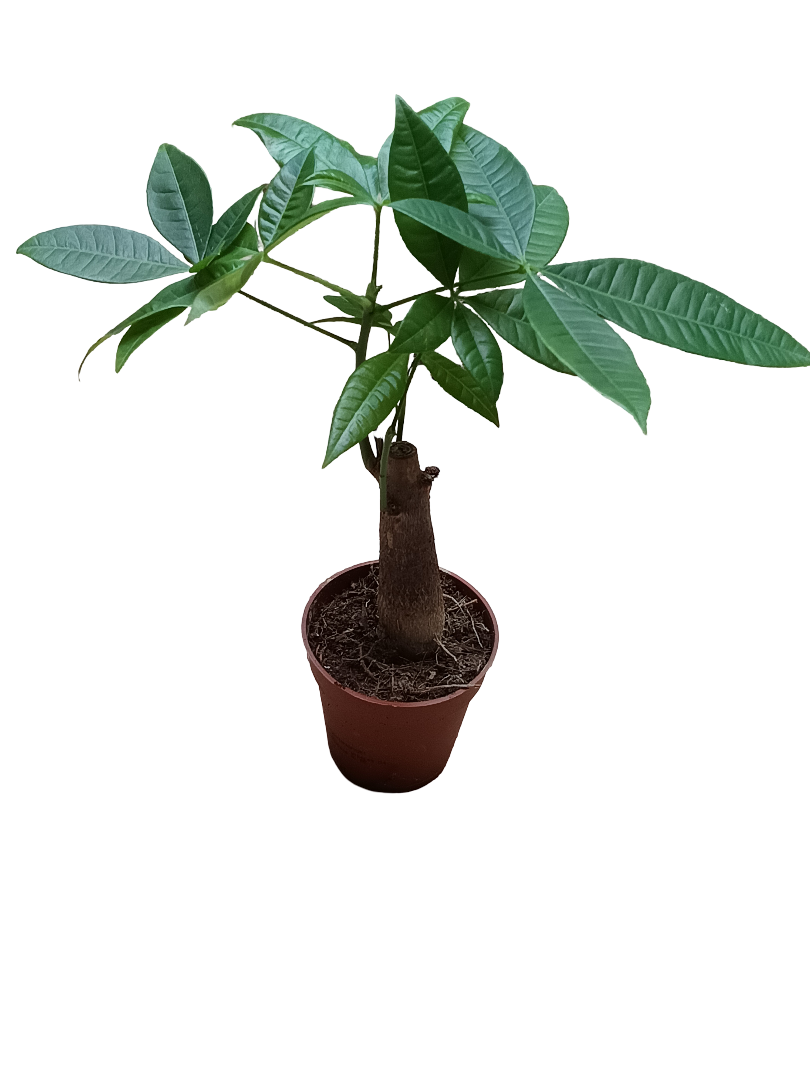 Pachira Acuatica 1 Tronco Planta De Interior Ø10_0