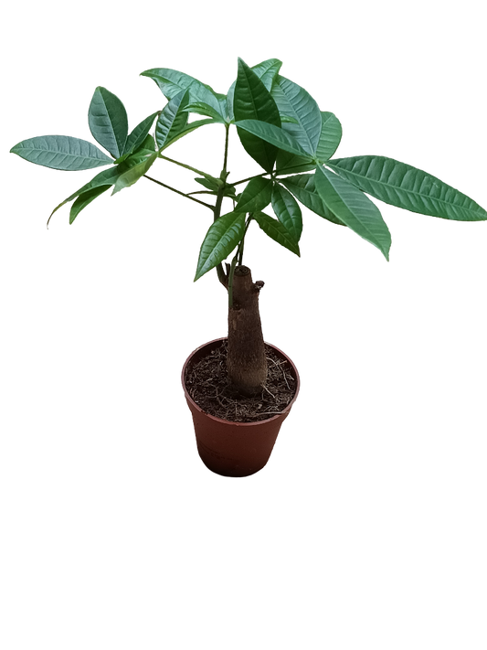 Pachira Acuatica 1 Tronco Planta De Interior Ø10_0