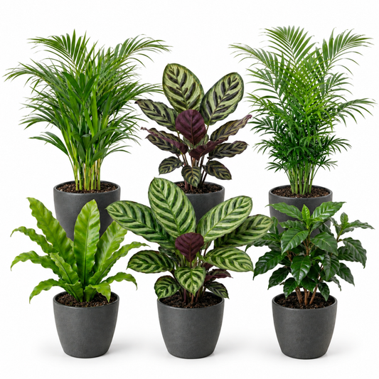 Plantas De Interior - 6 Con Maceta Antracita - Purificadoras_0