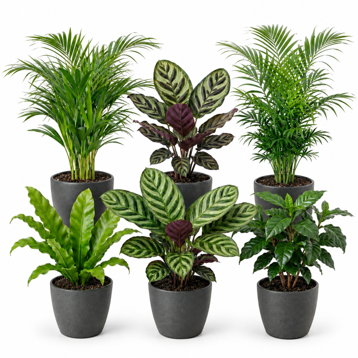 Plantas De Interior - 6 Con Maceta Antracita - Purificadoras_0