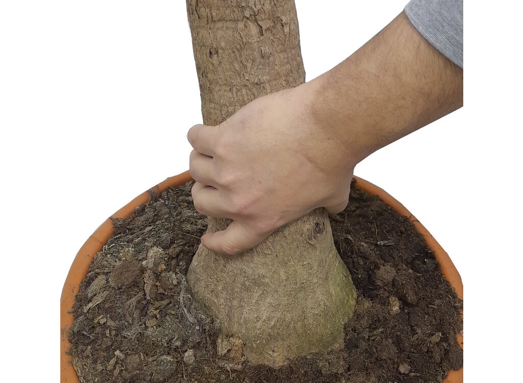 Beaucarnea Recurvata T30 90cm