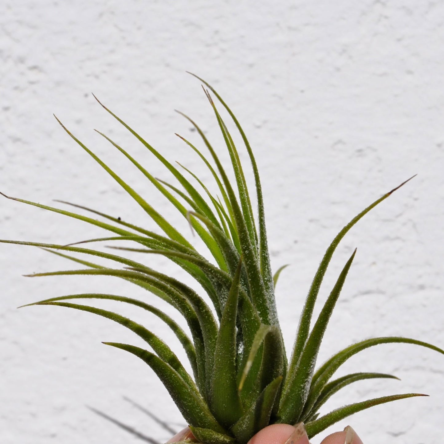 Tillandsia scaposa; planta del aire, ideal para principiantes; Curiosarium; altura 8-10 cm, diámetro 8-10 cm_1