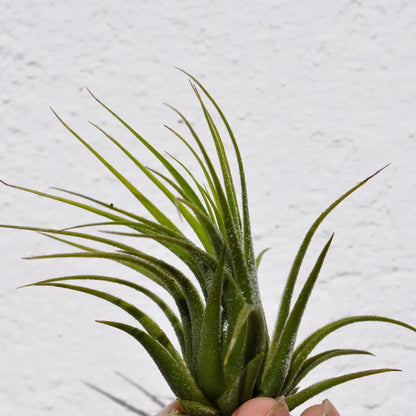 Tillandsia scaposa; planta del aire, ideal para principiantes; Curiosarium; altura 8-10 cm, diámetro 8-10 cm_1