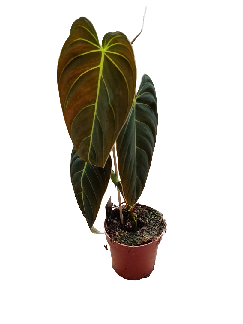 Philodendron Melanochrysum Planta De Interior Ø12 50 Cms_0