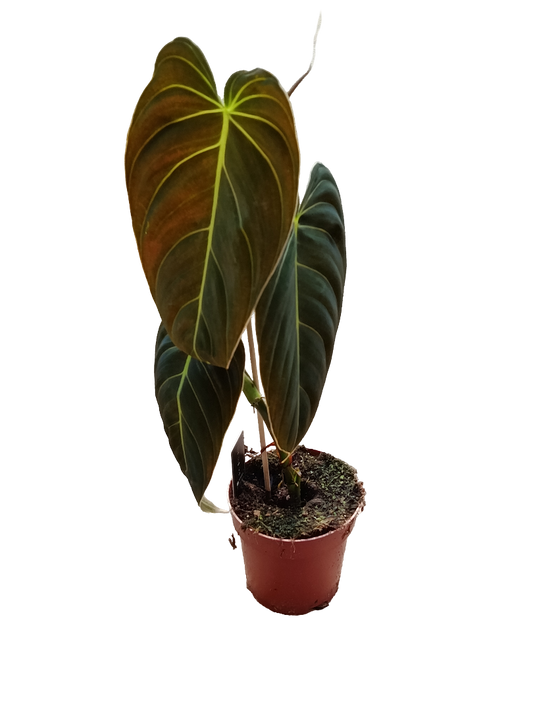 Philodendron Melanochrysum Planta De Interior Ø12 50 Cms_0