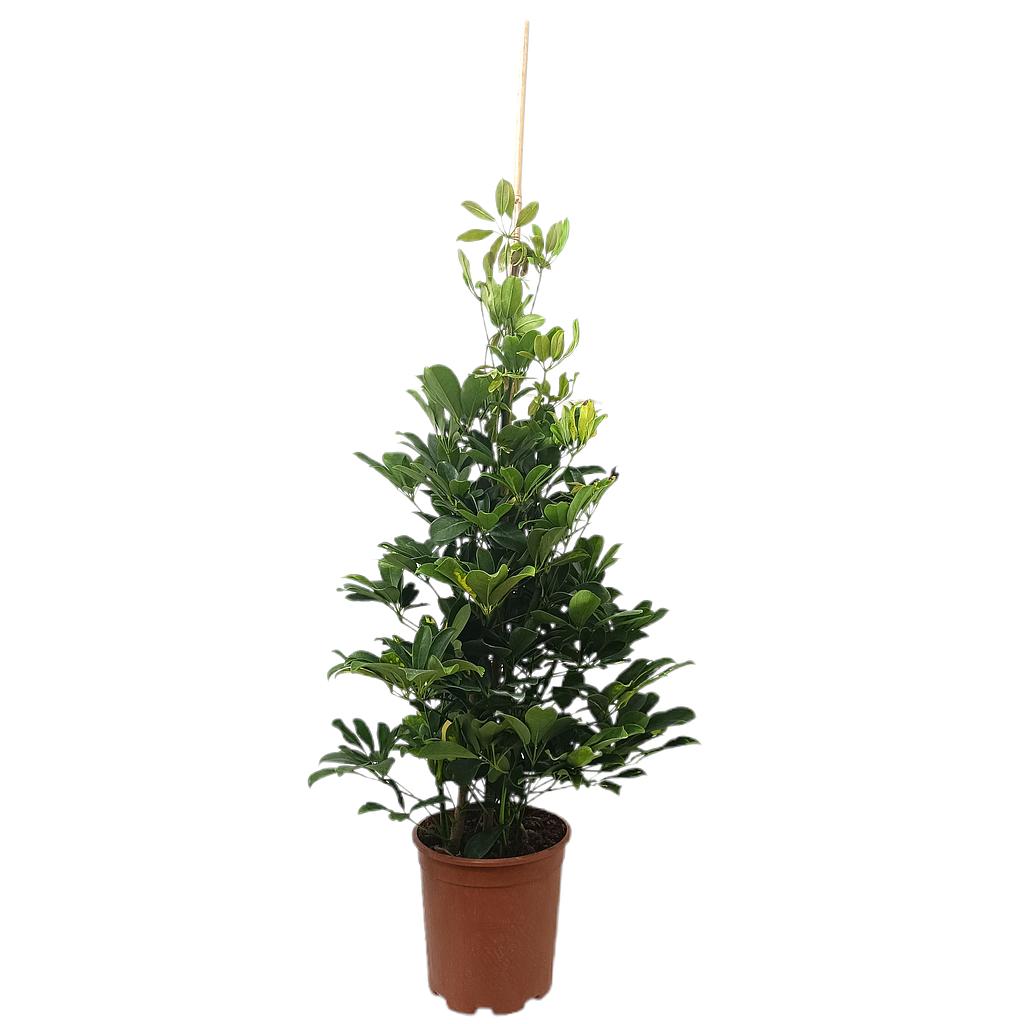 Schefflera Capela M20 100-120cm_0
