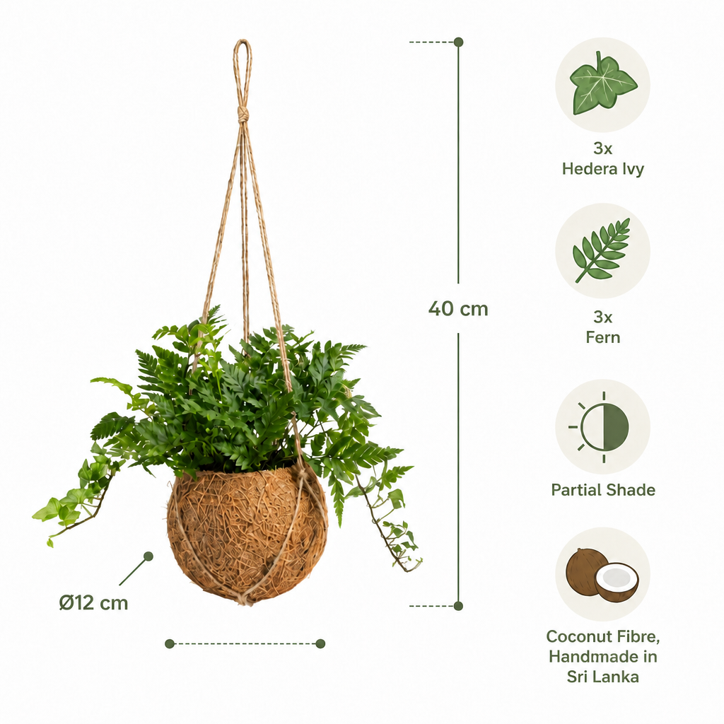 Plantas Colgantes De Coco - 6 Uds - Mix Hedera Y Helecho - Ø12 Cm_1