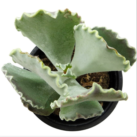 Cotyledon Orbiculata 'fighter'; Planta Suculenta De Hojas Onduladas; Curiosarium; Diámetro Maceta 10,5 Cm_0