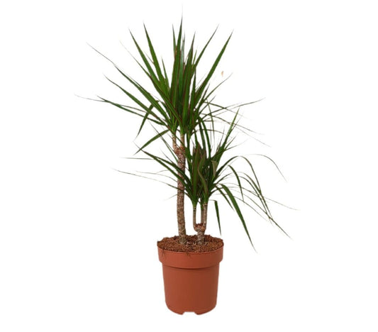 Dracena Marginata 2 Troncos M17_0