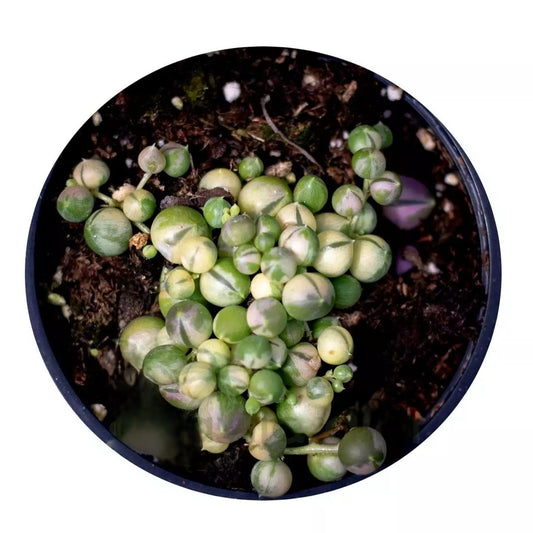 Senecio Rowleyanus 'variegata' [m10,5] (collar De Perlas Variegado); Suculenta Colgante; Curiosarium; Maceta 10,5 Cm_0
