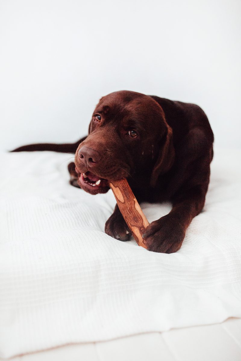 Bimorbox Mediana · Pack Snacks Y Juguetes Naturales Para Perros._4