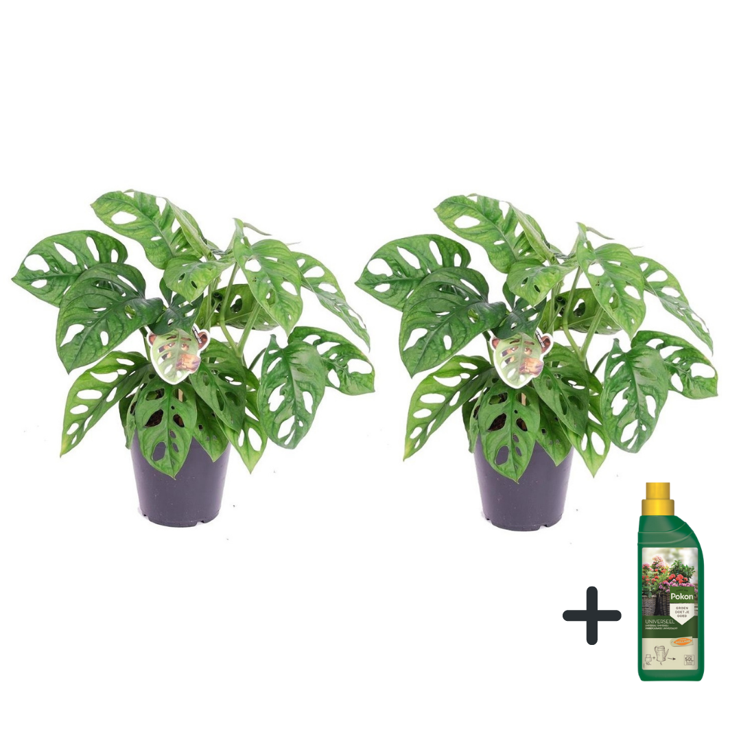 Máscara De Mono - 2 Pzs - Monstera 'monkey Mask' - Altura 25-30cm - ⌀12cm_0