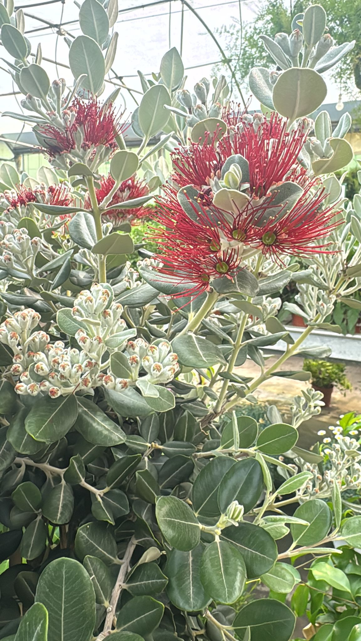 Metrosidero Excelsa M24 60-80cm_1