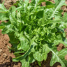 Semillas Lechuga Cerbiatta Ecológicas