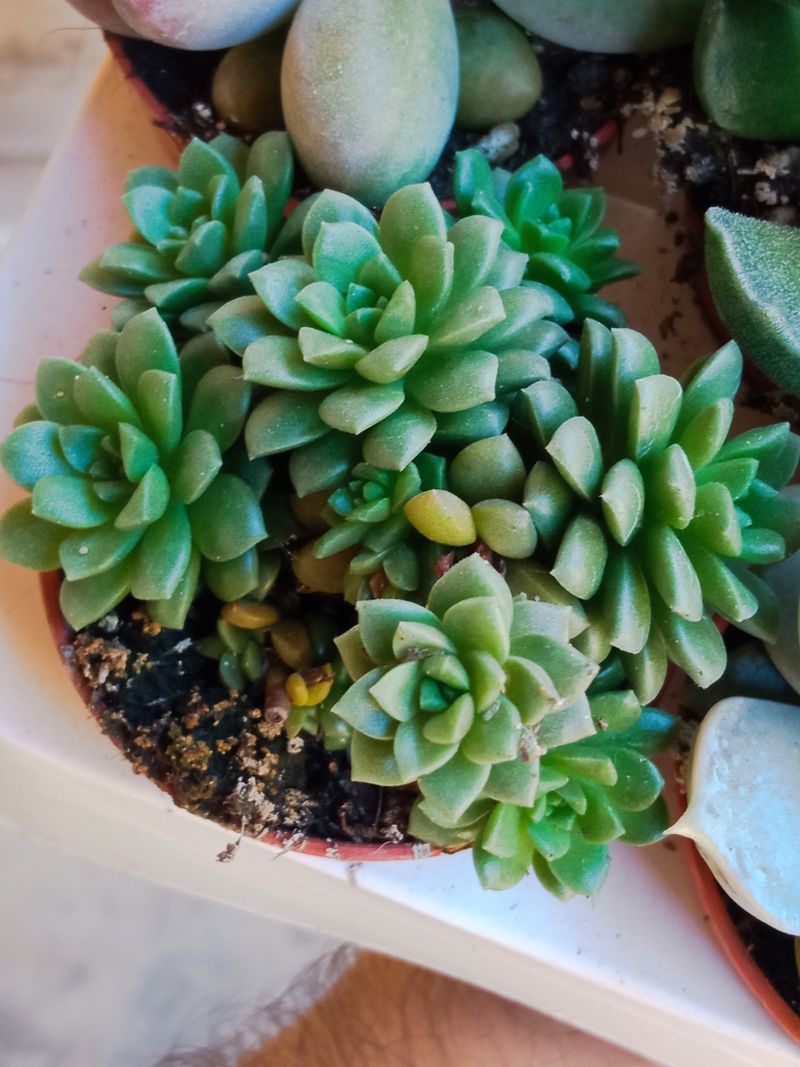 Anacampseros Little Gem Plantas Suculentas_0